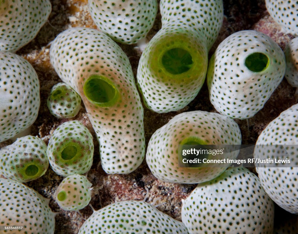 Close up of colorful underwater plants