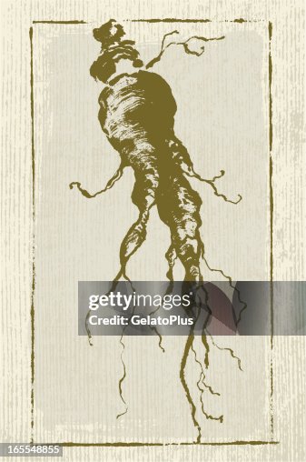 Ginseng Root Ginseng Root