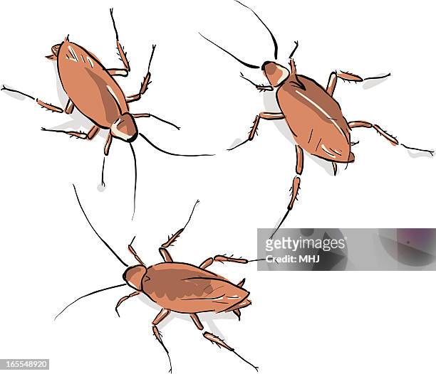 yuk, drei cockroaches - american cockroach stock-grafiken, -clipart, -cartoons und -symbole