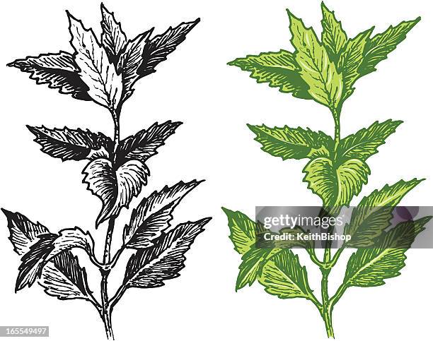 as - mint leaf stock illustrations
