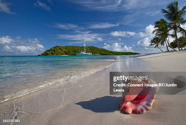 Coin Shell Beach Conch Shell Beach Photos and Premium High Res Pictures - Getty Images