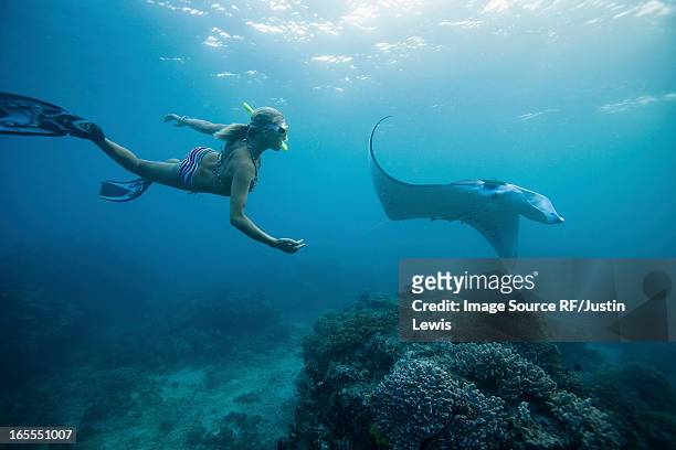 woman snorkeling with ray underwater - snorkeling foto e immagini stock