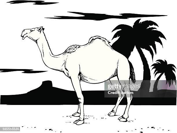 bildbanksillustrationer, clip art samt tecknat material och ikoner med camel - dromedary camel