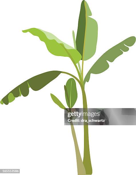 ilustrações de stock, clip art, desenhos animados e ícones de bananeira - bananeira
