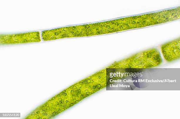 microscopic view of green algae - photosynthesis stock-fotos und bilder