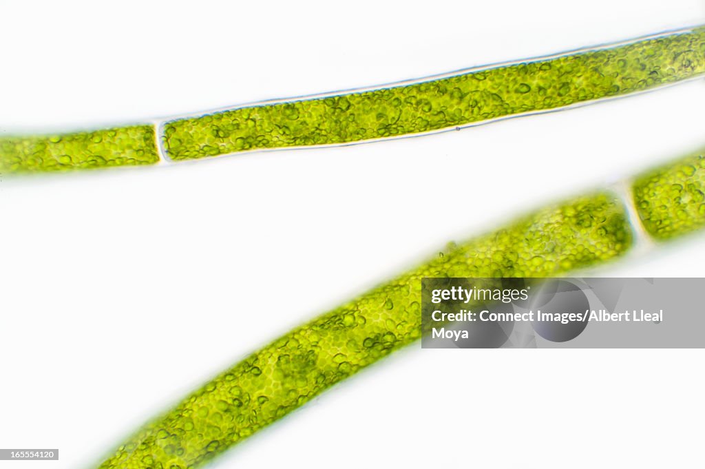 Microscopic view of green algae