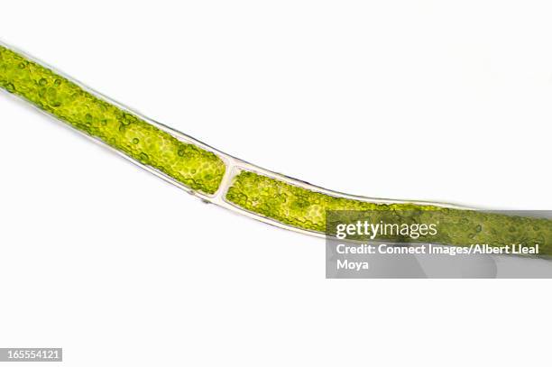 microscopic view of green algae - pyrenoid body stock pictures, royalty-free photos & images