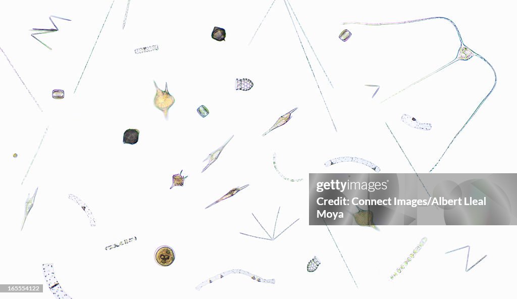 Microscopic view of plankton