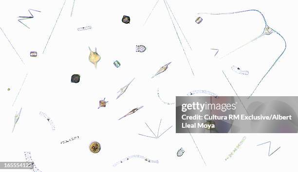 microscopic view of plankton - dinoflagellate stock pictures, royalty-free photos & images