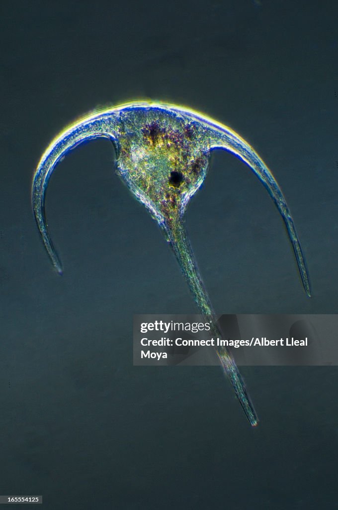 Microscopic view of dinoflagellate