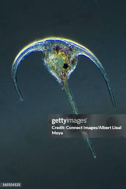 microscopic view of dinoflagellate - micrografia eletrónica de varrimento imagens e fotografias de stock