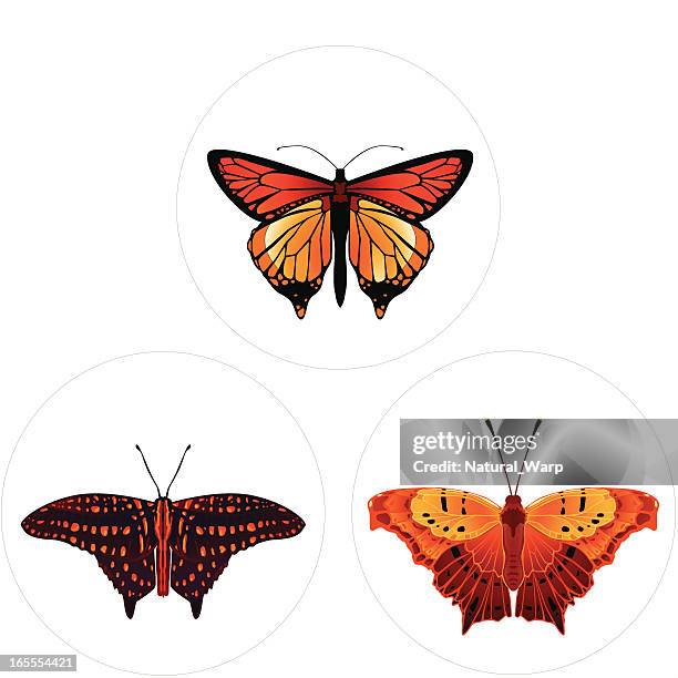 ilustraciones, imágenes clip art, dibujos animados e iconos de stock de mariposas colección-rojo - vlinder