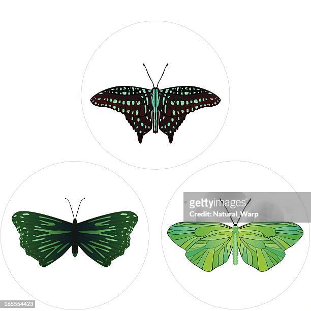 ilustraciones, imágenes clip art, dibujos animados e iconos de stock de mariposas collection-verde - vlinder