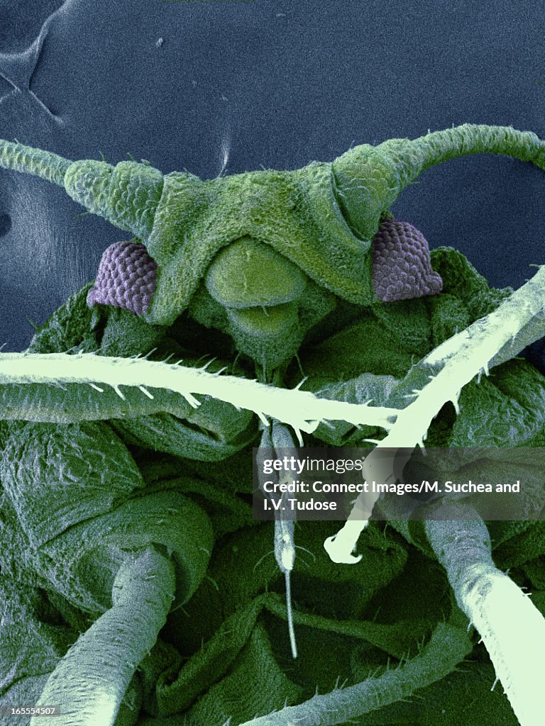 SEM image of aphid