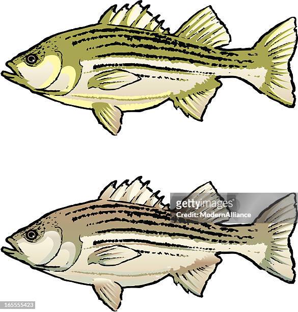 ilustraciones, imágenes clip art, dibujos animados e iconos de stock de lubina estriada pescado - pez roca