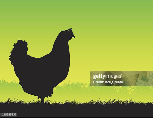 free range chicken silhouette - animal's crest stock illustrations