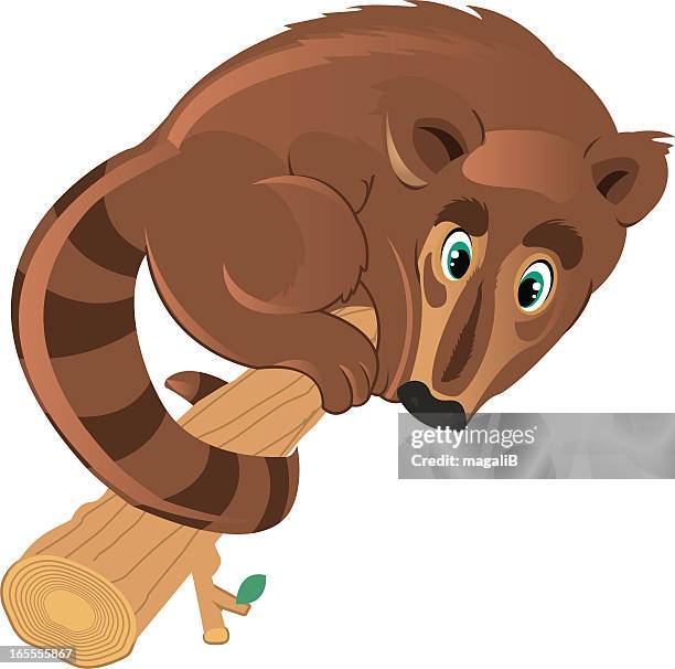 ilustrações, clipart, desenhos animados e ícones de quati - quati