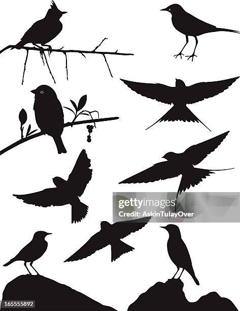 vector silhouette of different kinds of birds - perch stock illustrations