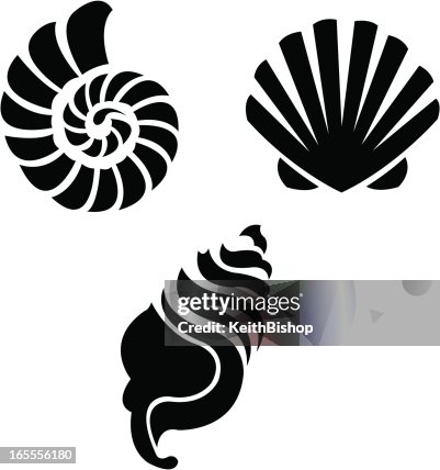 Sea Shells - Beach Sea Shells - Beach