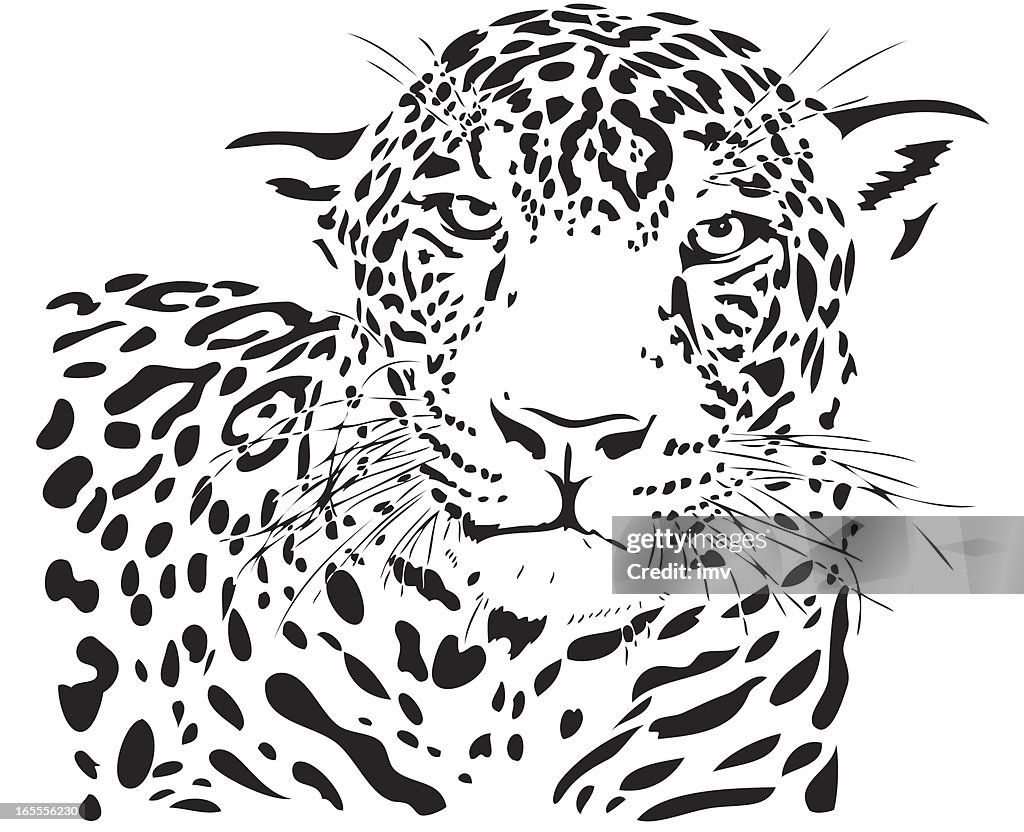 Jaguar (Panthera onca) medio