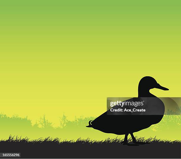 duck silhouette side view - drake stock illustrations