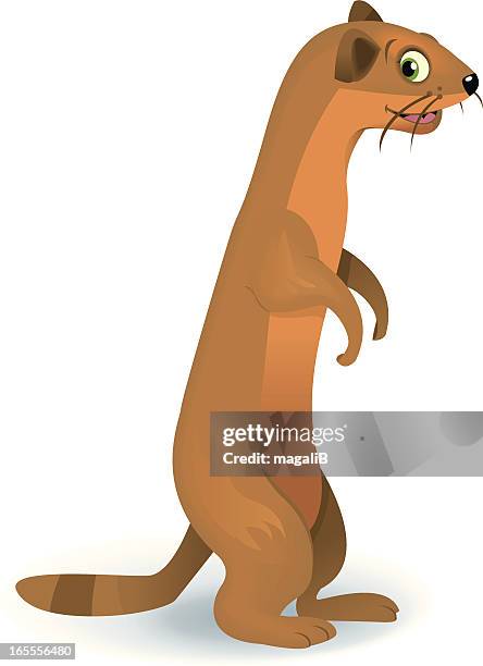 weasel - cartoon weasel stock illustrations