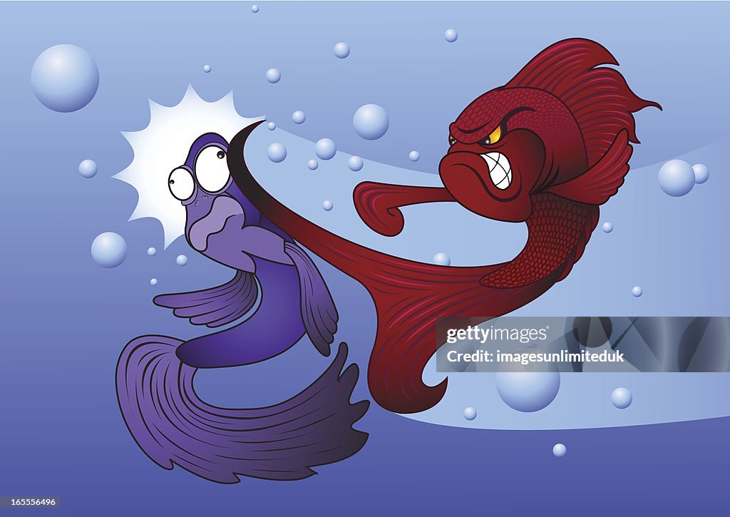 Siamese fighting fish