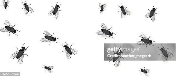 flies - housefly stock illustrations
