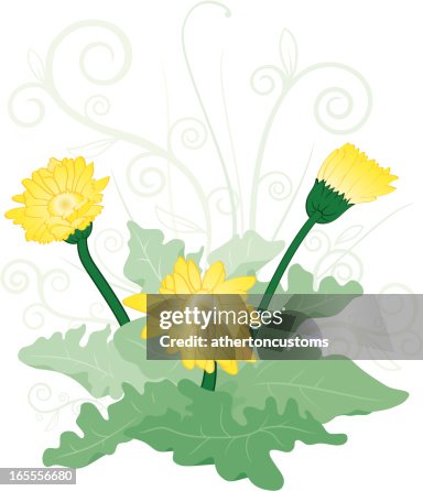 Spring daisies Spring daisies
