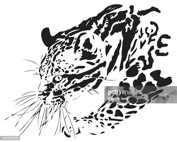 ocelot (leopardus pardalis) illustration - stalker stock illustrations