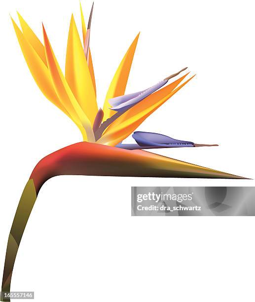 bird of paradise - llustration - bird of paradise stock illustrations