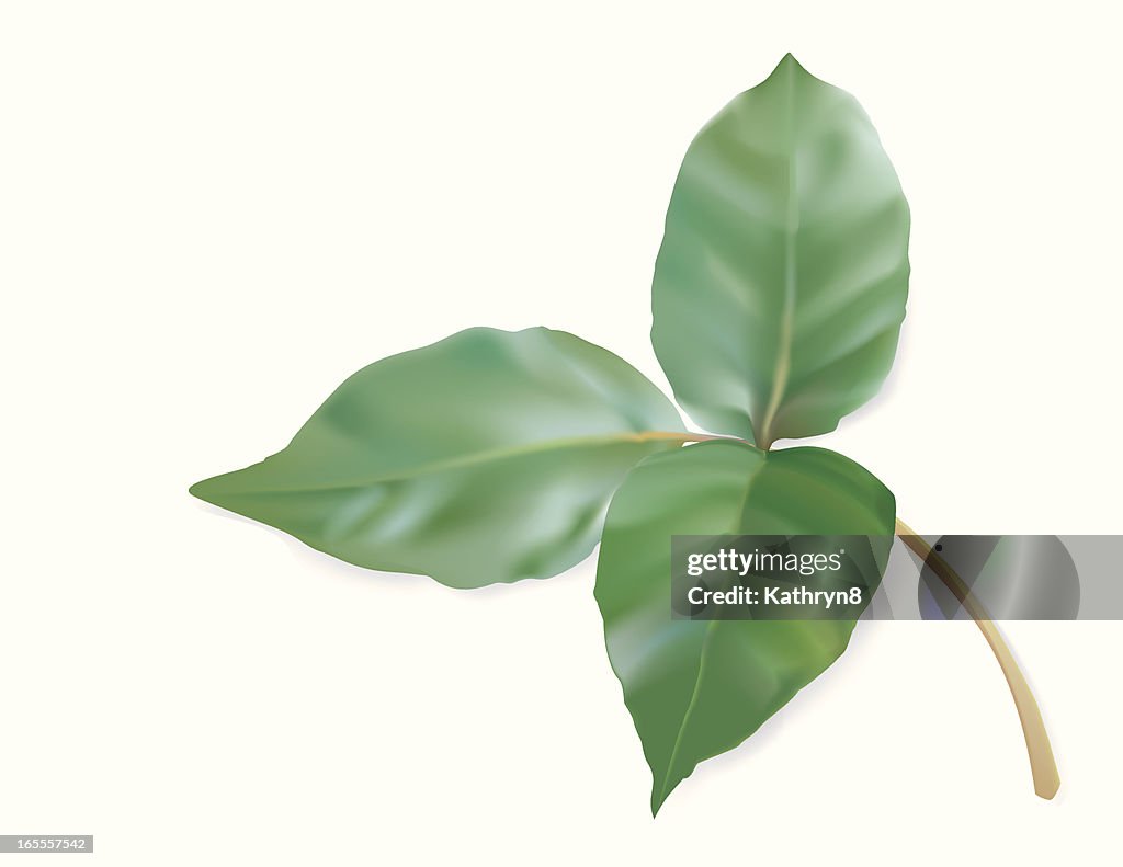 Graphic image of poison ivy on a white background