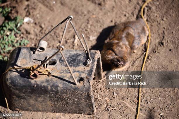 197 Pocket Gophers Stock Photos, High-Res Pictures, and Images - Getty ...