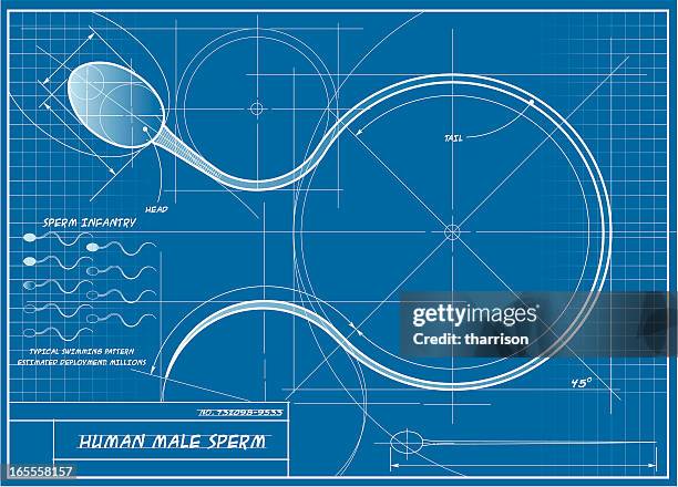 vector human sperm blueprint - fertility stock illustrations