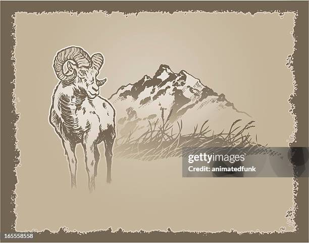 stockillustraties, clipart, cartoons en iconen met big horn grunge - bighorn sheep
