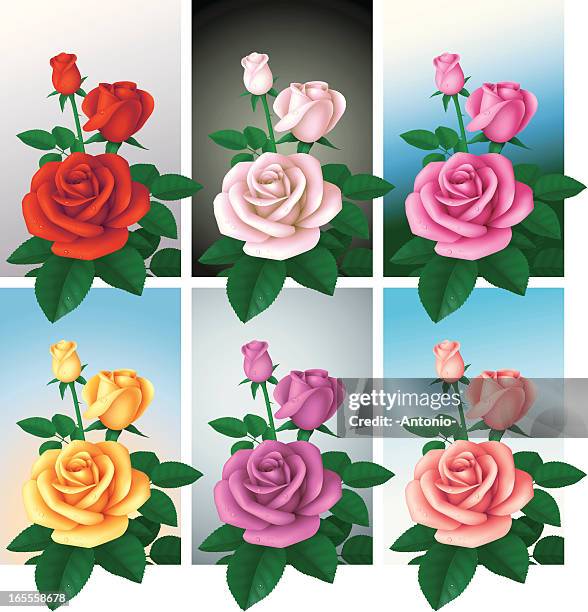 Three Roses Multiple Colors Three Roses Photos and Premium High Res Pictures - Getty Images