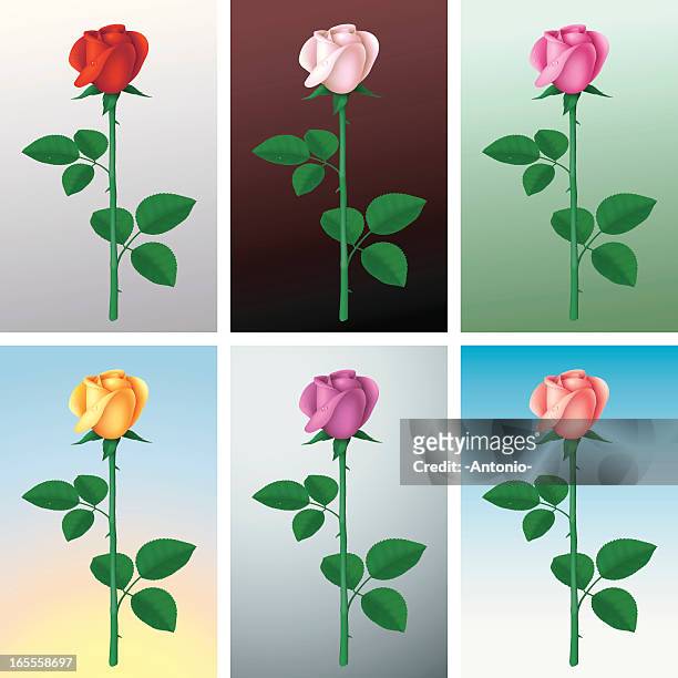 roses of six colors - single rose stock illustrations