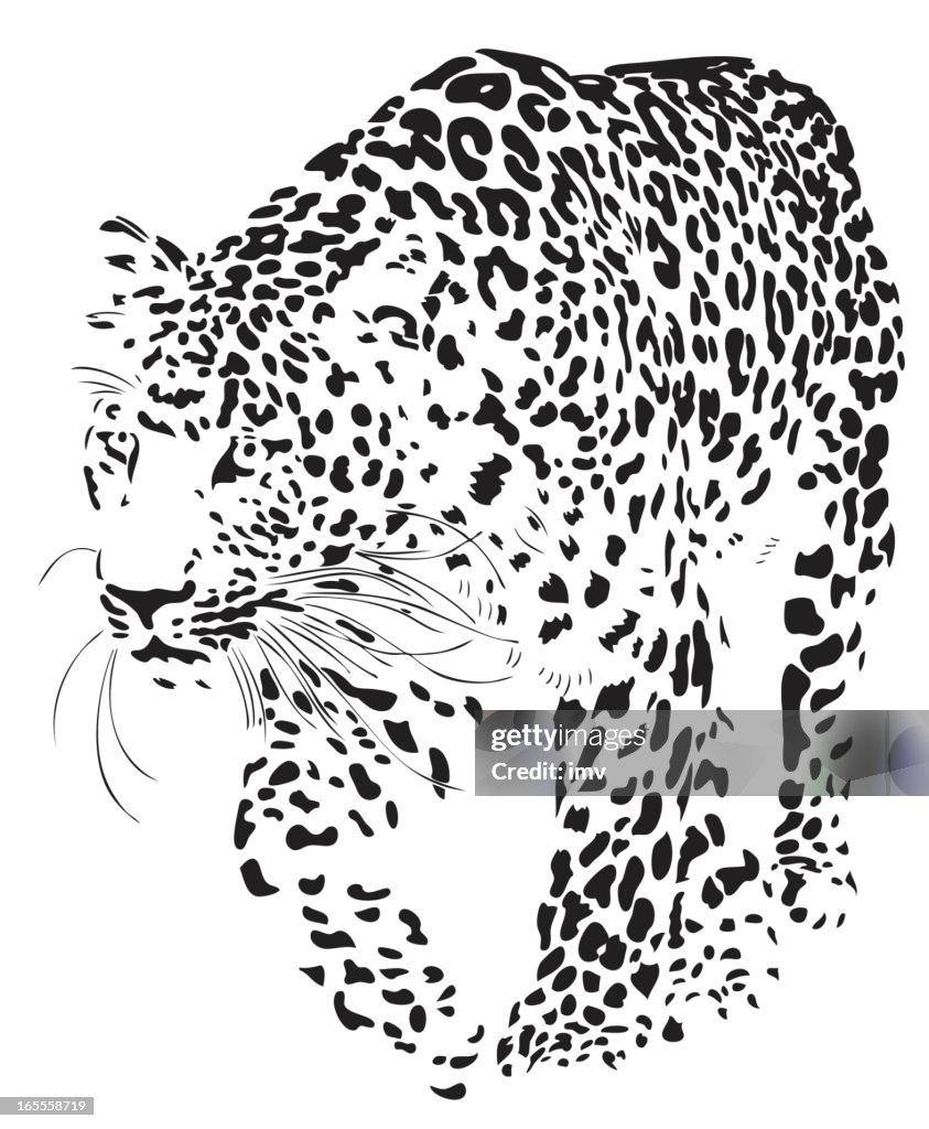 Leopard illustration (Panthera pardus)