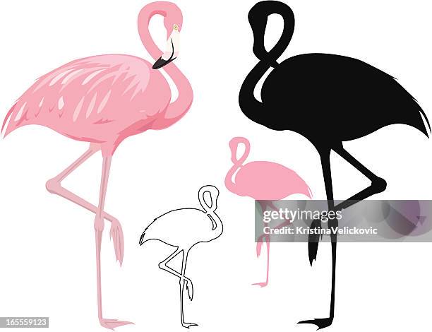 flamingo - flamingo bird stock illustrations