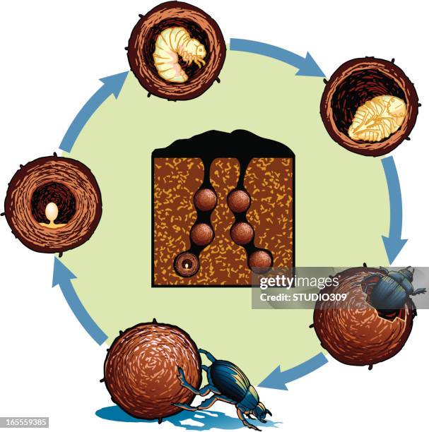 Beetle Life Cycle Photos and Premium High Res Pictures Biology Diagrams