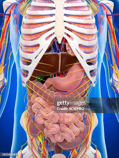 152 Mid Section View Of A Human Skeleton Stock Photos, High-Res ...
