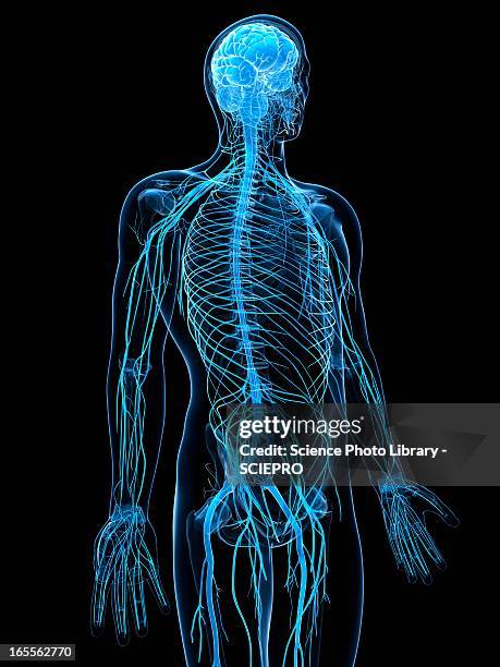 ilustrações de stock, clip art, desenhos animados e ícones de male nervous system, artwork - sistema nervoso central