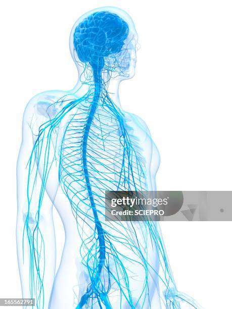 ilustrações de stock, clip art, desenhos animados e ícones de male nervous system, artwork - sistema nervoso central
