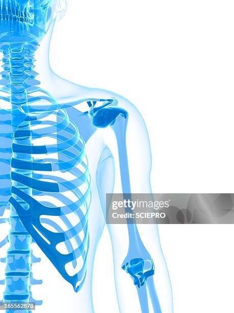 Human Skeleton Backbone Cartoon High Res Illustrations - Getty Images