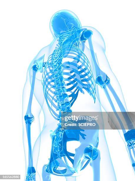 Human Skeleton Backbone Cartoon High Res Illustrations - Getty Images