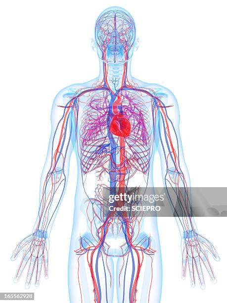 stockillustraties, clipart, cartoons en iconen met male cardiovascular system, artwork - cardiovascular system