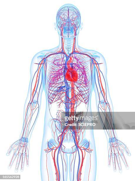 male cardiovascular system, artwork - cardiovascular system 幅插畫檔、美工圖案、卡通及圖標