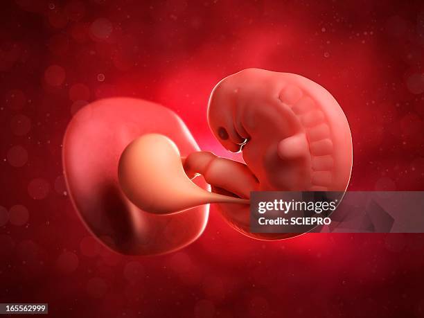 embryo at 6 weeks, artwork - 6 week foetus stock illustrations