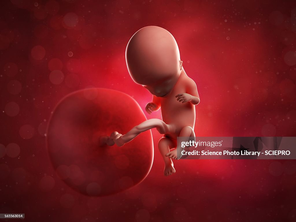 Foetus at 12 weeks, artwork