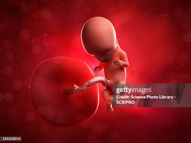 foetus at 12 weeks, artwork - placenta 幅插畫檔、美工圖案、卡通及圖標